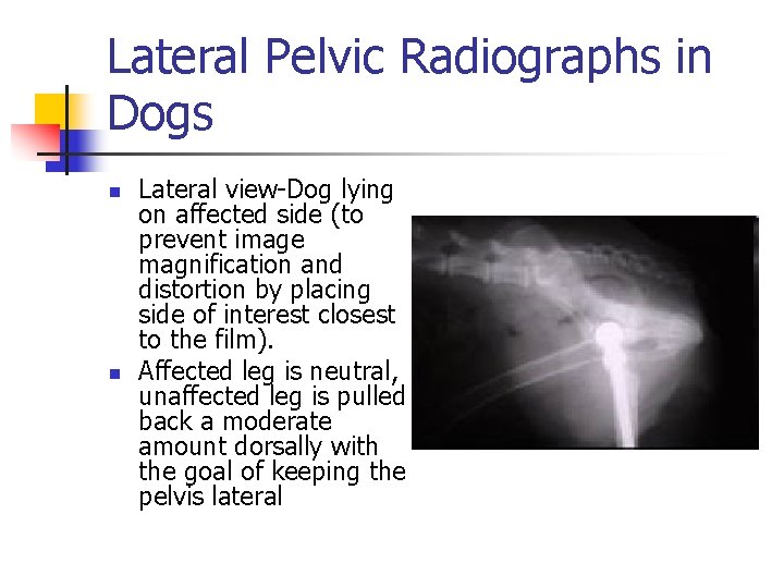 Lateral Pelvic Radiographs in Dogs n n Lateral view-Dog lying on affected side (to