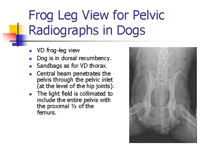 Frog Leg View for Pelvic Radiographs in Dogs n n n VD frog-leg view