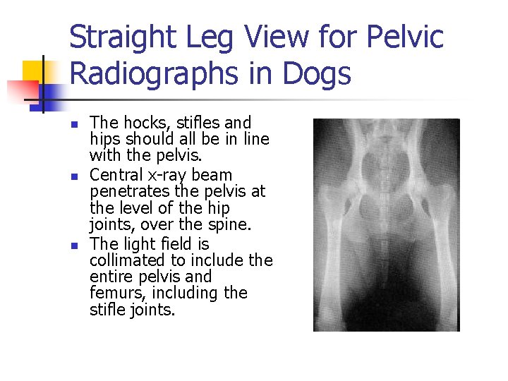 Straight Leg View for Pelvic Radiographs in Dogs n n n The hocks, stifles