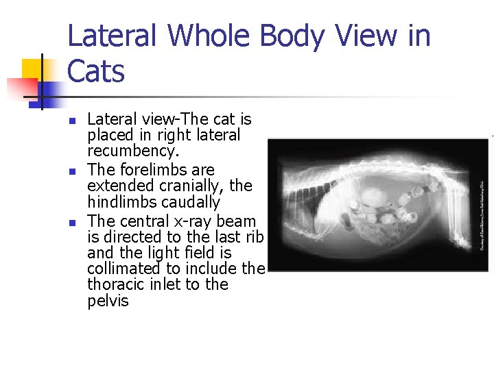 Lateral Whole Body View in Cats n n n Lateral view-The cat is placed