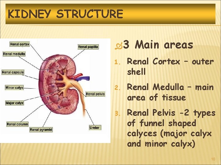KIDNEY STRUCTURE 3 Main areas 1. Renal Cortex – outer shell 2. Renal Medulla