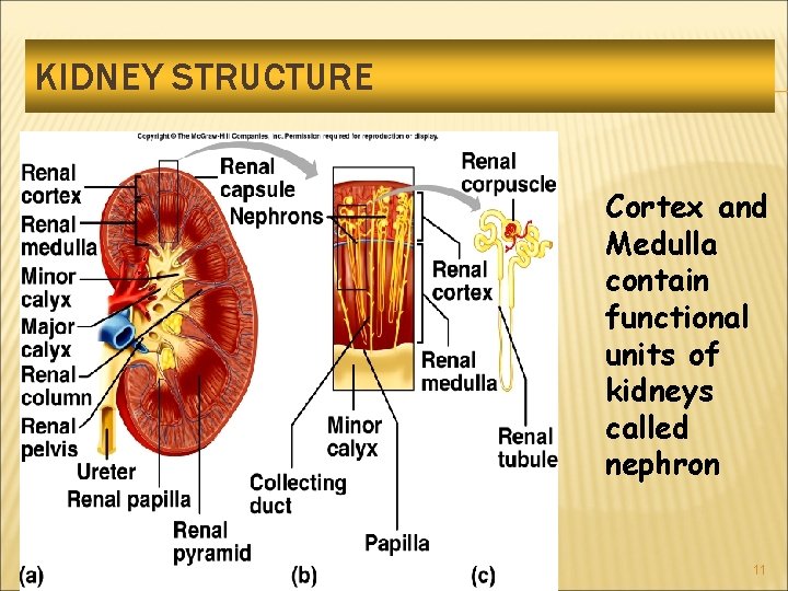 KIDNEY STRUCTURE Cortex and Medulla contain functional units of kidneys called nephron 11 