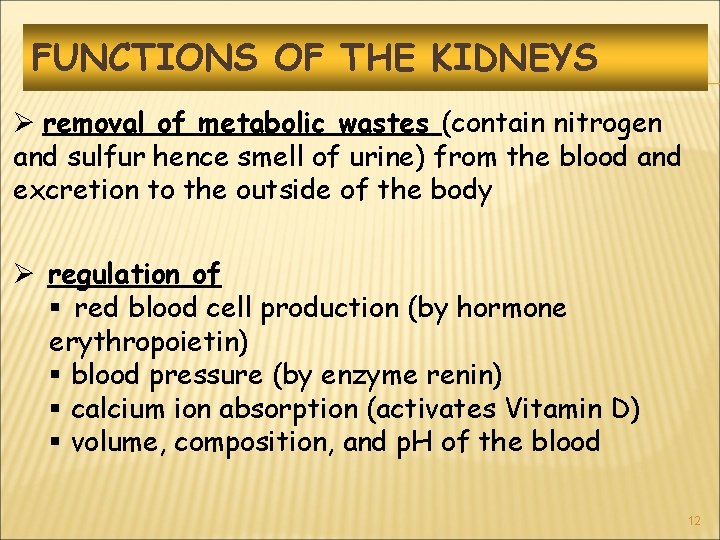 FUNCTIONS OF THE KIDNEYS Ø removal of metabolic wastes (contain nitrogen and sulfur hence