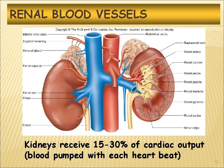 RENAL BLOOD VESSELS Kidneys receive 15 -30% of cardiac output (blood pumped with each