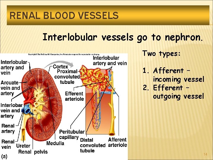 RENAL BLOOD VESSELS Interlobular vessels go to nephron. Two types: 1. Afferent – incoming