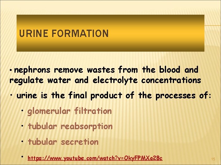 URINE FORMATION • nephrons remove wastes from the blood and regulate water and electrolyte