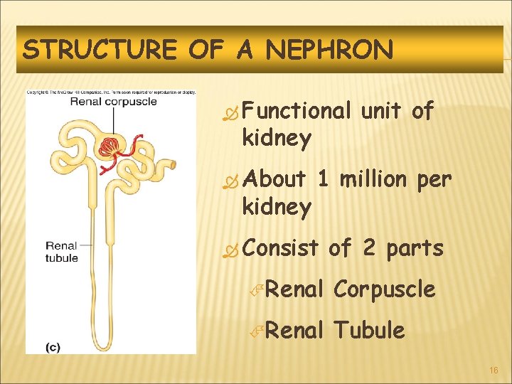 STRUCTURE OF A NEPHRON Functional kidney About kidney unit of 1 million per Consist