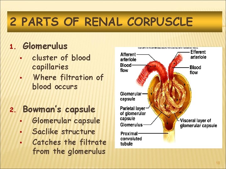 2 PARTS OF RENAL CORPUSCLE Glomerulus 1. § § cluster of blood capillaries Where