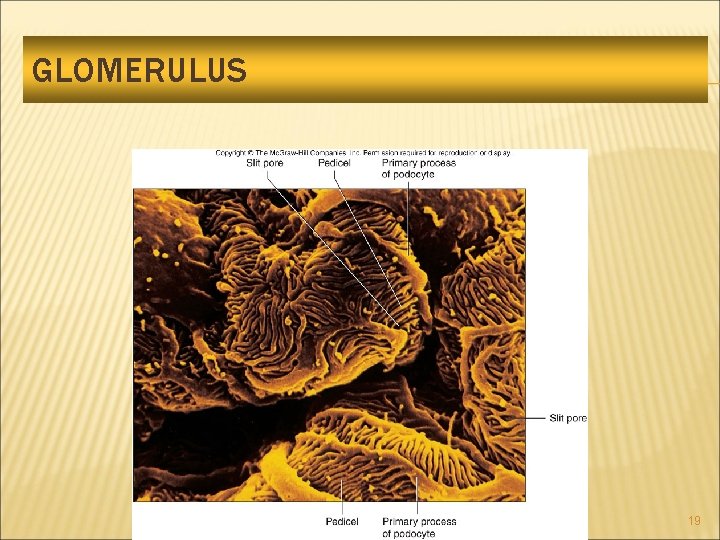 GLOMERULUS 19 