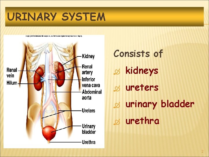 URINARY SYSTEM Consists of kidneys ureters urinary bladder urethra 2 