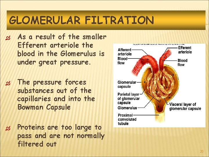 GLOMERULAR FILTRATION As a result of the smaller Efferent arteriole the blood in the