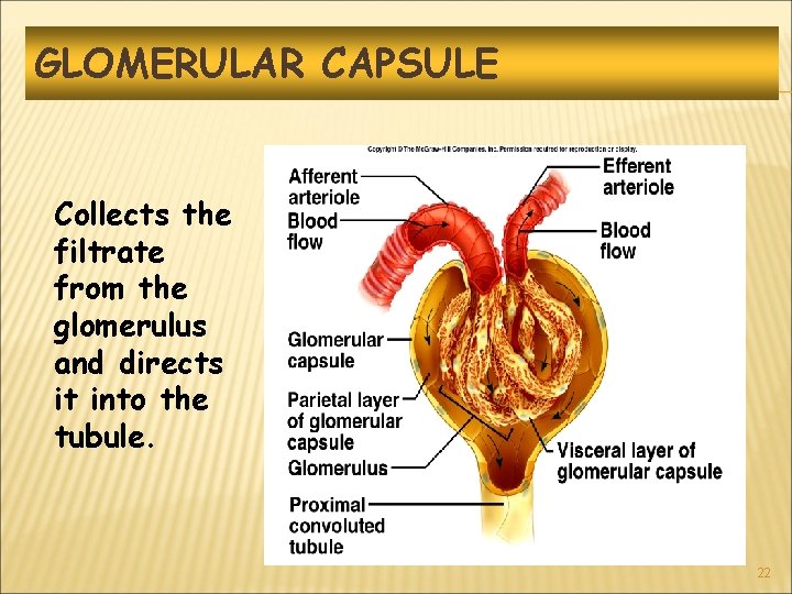 GLOMERULAR CAPSULE Collects the filtrate from the glomerulus and directs it into the tubule.