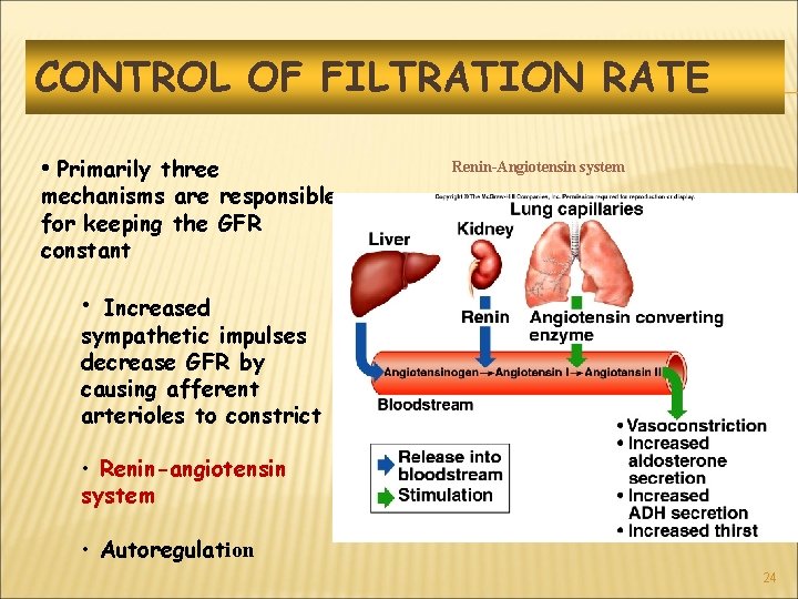 CONTROL OF FILTRATION RATE • Primarily three Renin-Angiotensin system mechanisms are responsible for keeping