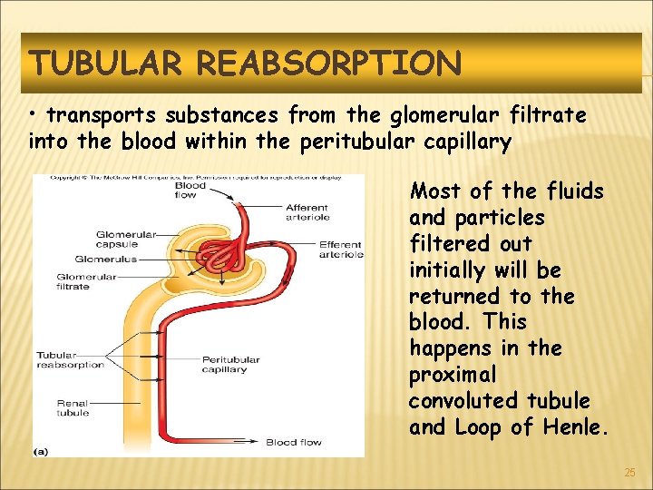 TUBULAR REABSORPTION • transports substances from the glomerular filtrate into the blood within the