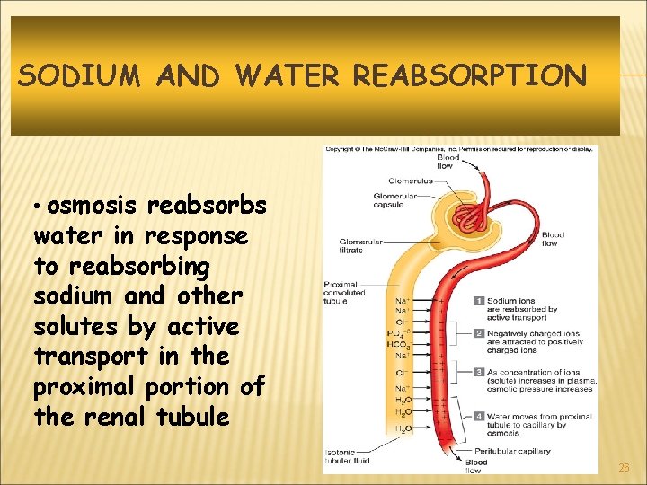 SODIUM AND WATER REABSORPTION • osmosis reabsorbs water in response to reabsorbing sodium and