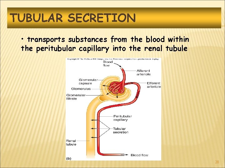 TUBULAR SECRETION • transports substances from the blood within the peritubular capillary into the