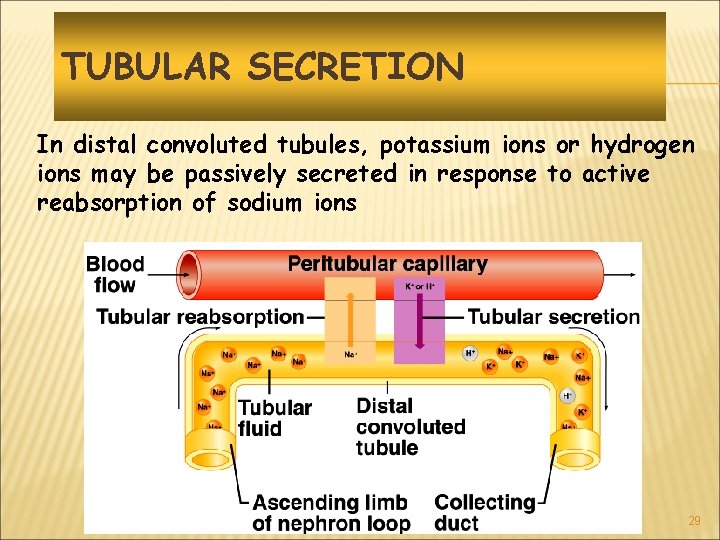 TUBULAR SECRETION In distal convoluted tubules, potassium ions or hydrogen ions may be passively