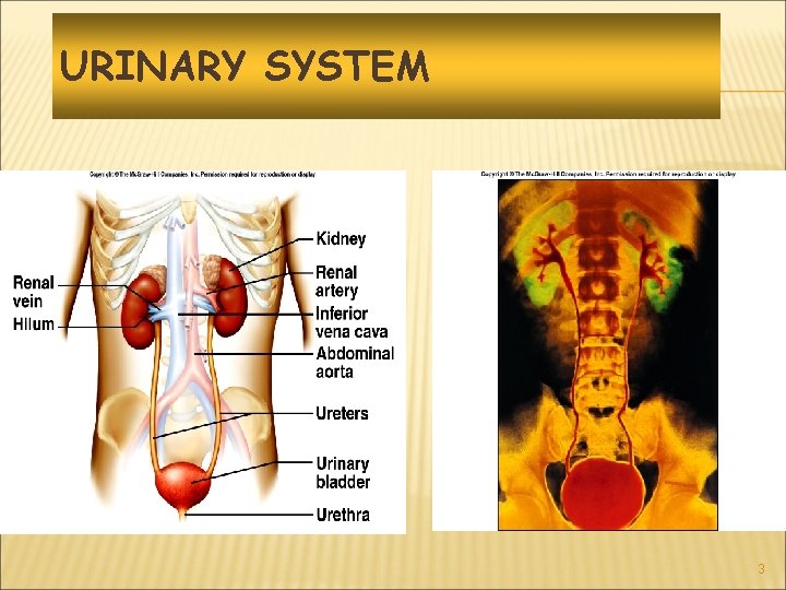 URINARY SYSTEM 3 