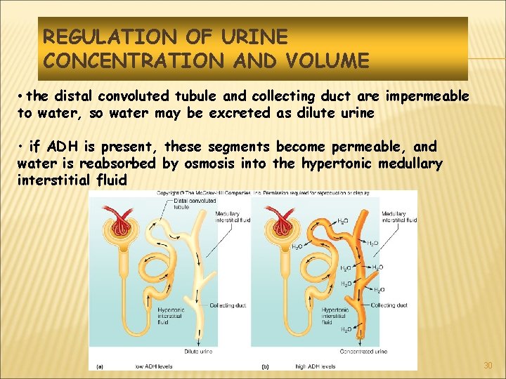 REGULATION OF URINE CONCENTRATION AND VOLUME • the distal convoluted tubule and collecting duct