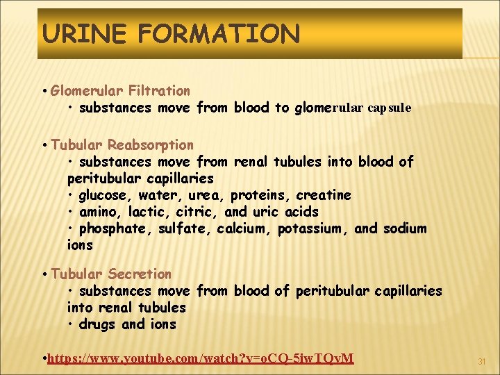 URINE FORMATION • Glomerular Filtration • substances move from blood to glomerular capsule •