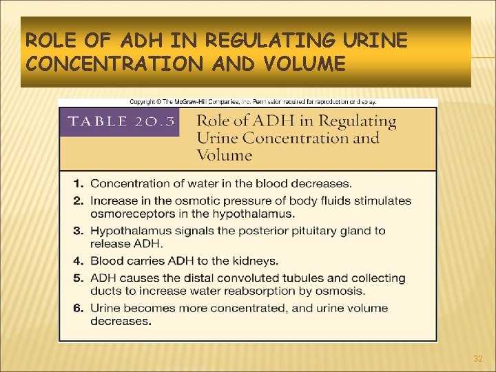 ROLE OF ADH IN REGULATING URINE CONCENTRATION AND VOLUME 32 