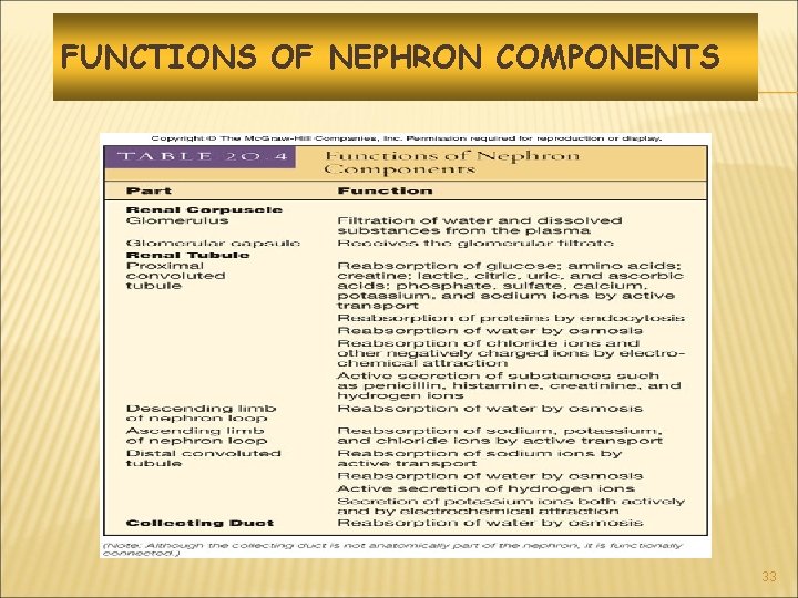FUNCTIONS OF NEPHRON COMPONENTS 33 