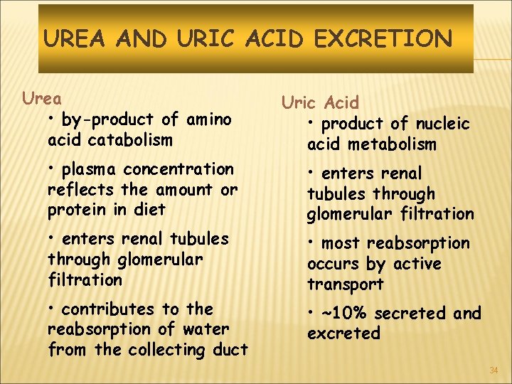 UREA AND URIC ACID EXCRETION Urea • by-product of amino acid catabolism Uric Acid