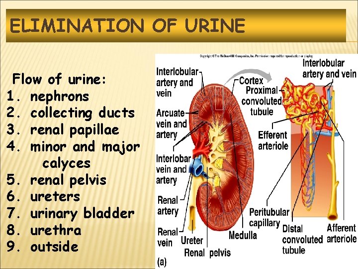 ELIMINATION OF URINE Flow of urine: 1. nephrons 2. collecting ducts 3. renal papillae