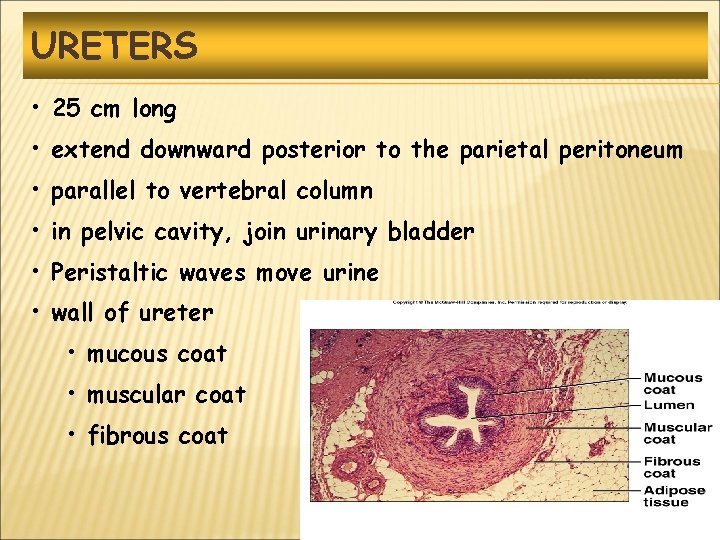 URETERS • 25 cm long • extend downward posterior to the parietal peritoneum •