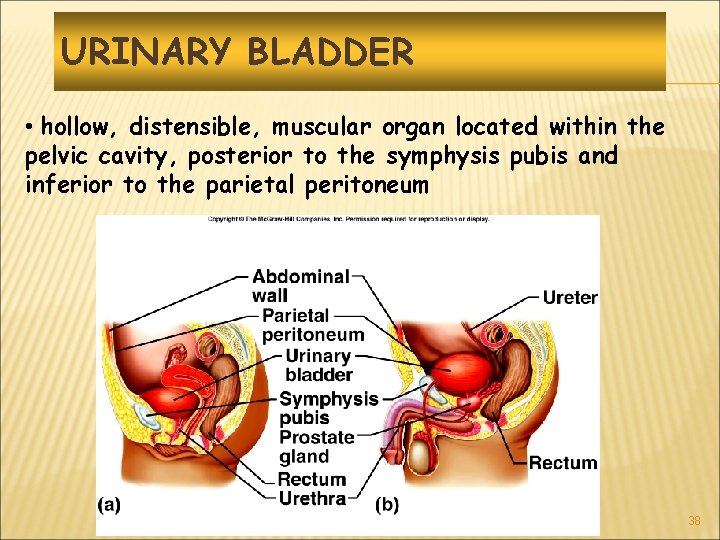 URINARY BLADDER • hollow, distensible, muscular organ located within the pelvic cavity, posterior to