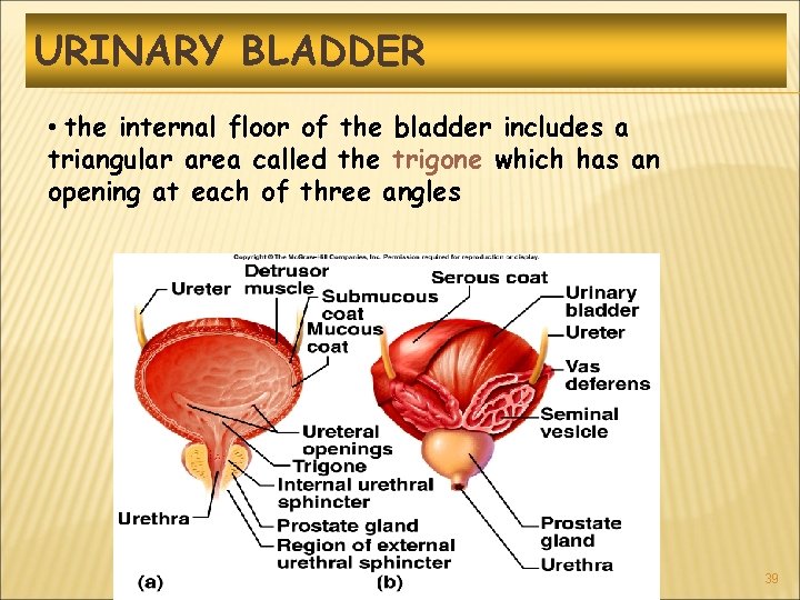 URINARY BLADDER • the internal floor of the bladder includes a triangular area called