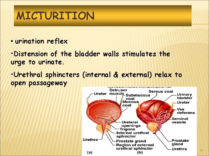 MICTURITION • urination reflex • Distension of the bladder walls stimulates the urge to