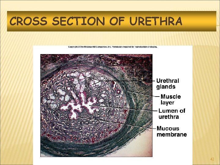 CROSS SECTION OF URETHRA 42 