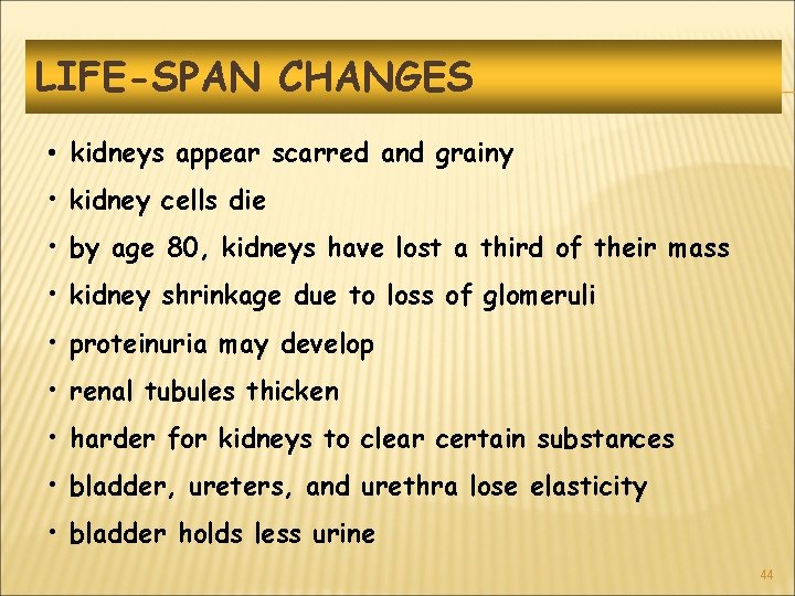 LIFE-SPAN CHANGES • kidneys appear scarred and grainy • kidney cells die • by