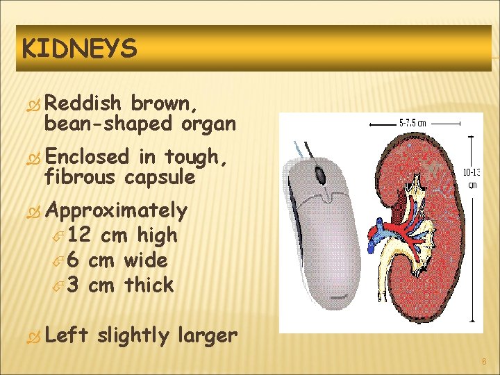 KIDNEYS Reddish brown, bean-shaped organ Enclosed in tough, fibrous capsule Approximately 12 cm high