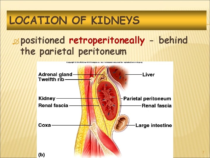 LOCATION OF KIDNEYS positioned retroperitoneally - behind the parietal peritoneum 7 