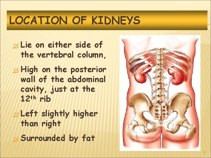 LOCATION OF KIDNEYS Lie on either side of the vertebral column, High on the