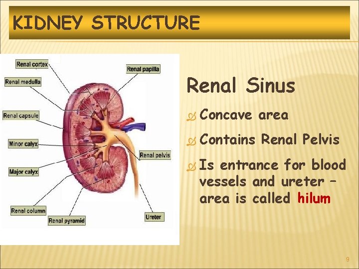 KIDNEY STRUCTURE Renal Sinus Concave area Contains Renal Pelvis Is entrance for blood vessels