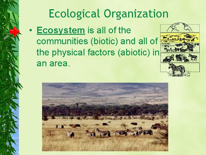 Ecological Organization • Ecosystem is all of the communities (biotic) and all of the