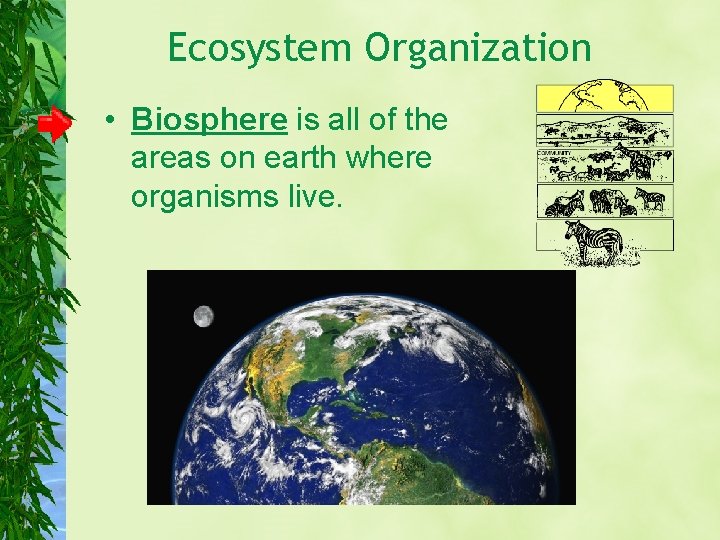 Ecosystem Organization • Biosphere is all of the areas on earth where organisms live.