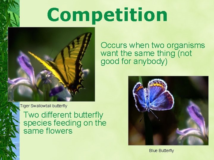 Competition Occurs when two organisms want the same thing (not good for anybody) Tiger