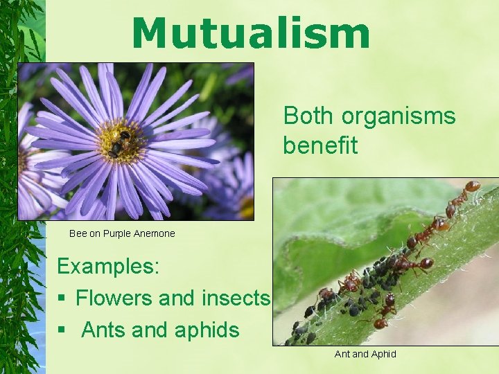 Mutualism Both organisms benefit Bee on Purple Anemone Examples: § Flowers and insects §