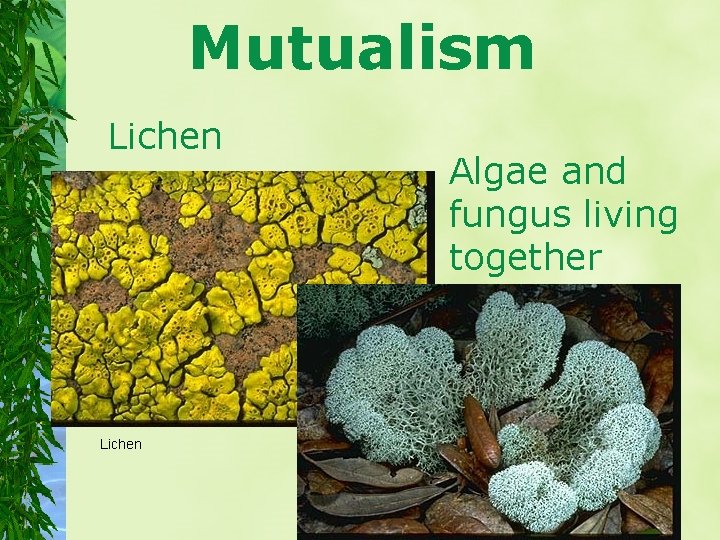 Mutualism Lichen Algae and fungus living together 