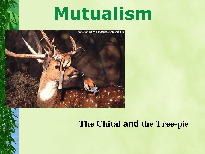 Mutualism The Chital and the Tree-pie 