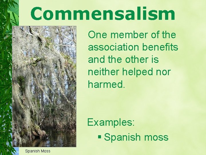 Commensalism One member of the association benefits and the other is neither helped nor