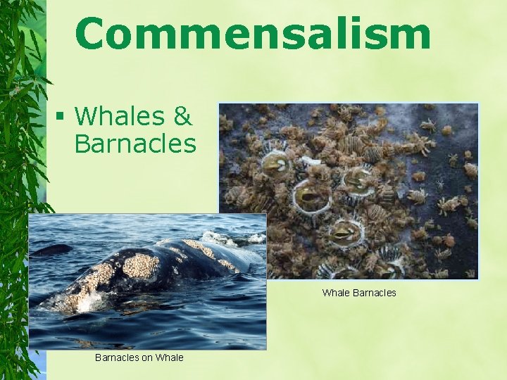 Commensalism § Whales & Barnacles Whale Barnacles on Whale 