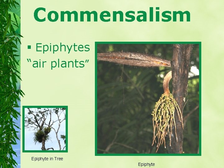 Commensalism § Epiphytes “air plants” Epiphyte in Tree Epiphyte 