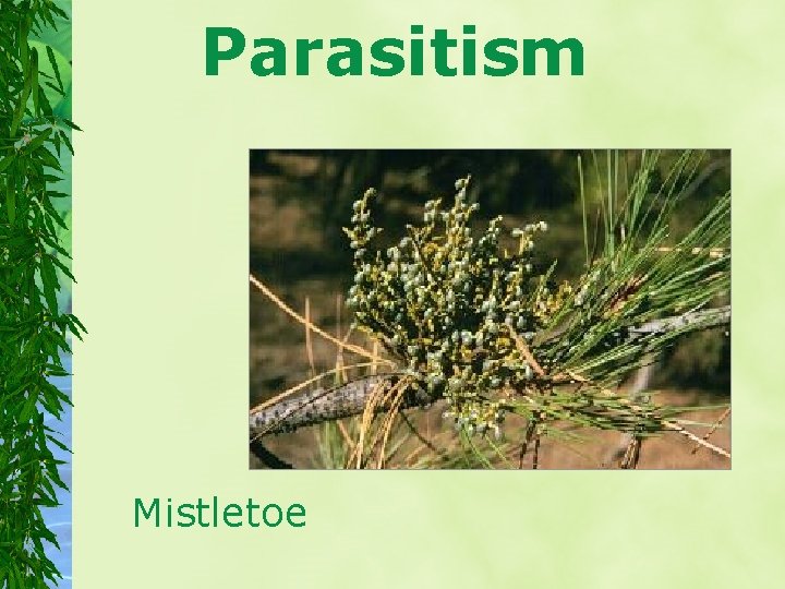 Parasitism Mistletoe 