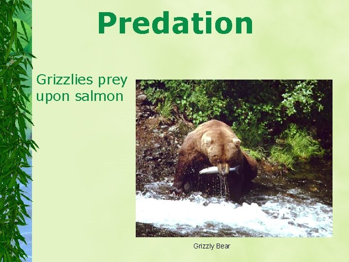 Predation Grizzlies prey upon salmon Grizzly Bear 