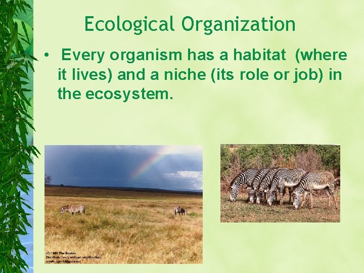 Ecological Organization • Every organism has a habitat (where it lives) and a niche